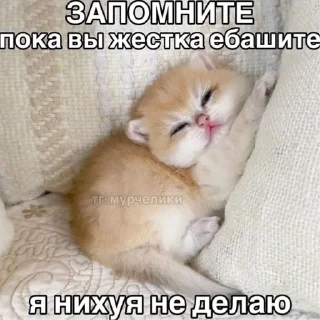 Sticker Котики2 - 2