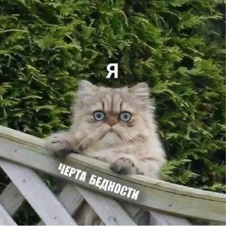 Sticker Котики2 - 8