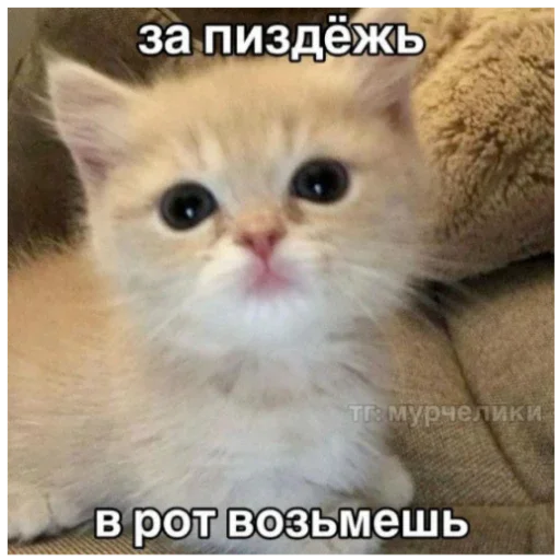 Котики - 