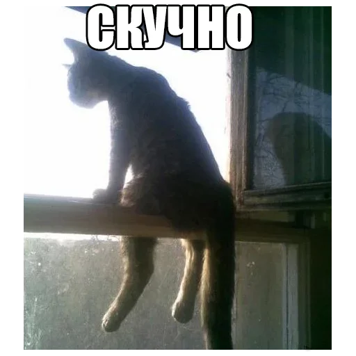 Стикер Kotiki9 - 1