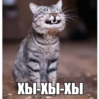 Стикер Коты - 9