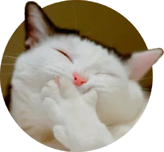 Стикер Коты - 3