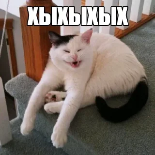 Стикер Коты - 11