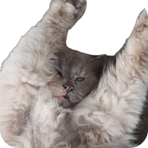 Котики Собачки, мопсики - 