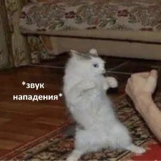 Стикер Котики-Викунделя - 4