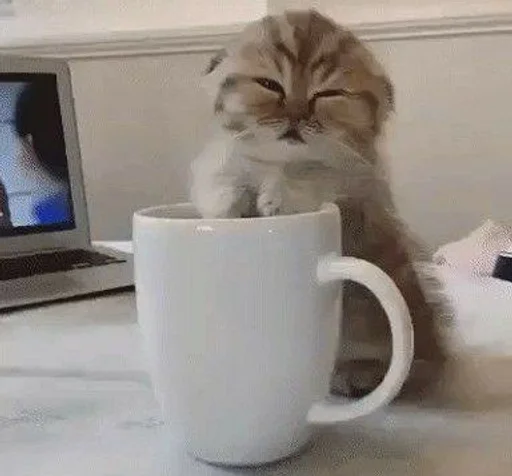 indoor animal mug