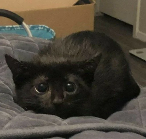 indoor small to medium-sized cats felidae