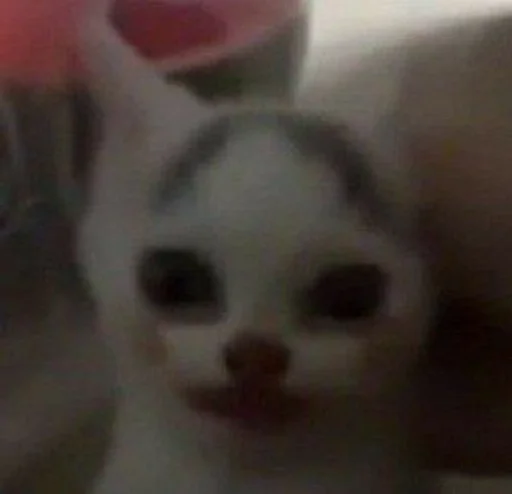 mammal animal small to medium-sized cats