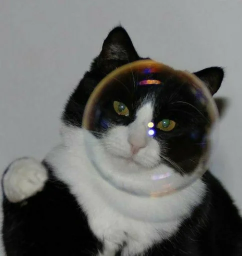 cat small to medium-sized cats domestic cat