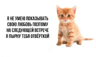 Sticker Котики хуй в ротики • @DayStikBot - 1