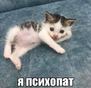 Sticker Котики хуй в ротики • @DayStikBot - 2