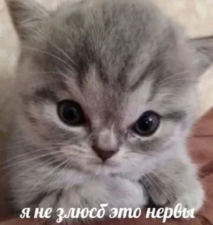 Sticker Котики хуй в ротики • @DayStikBot - 5