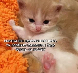 Sticker Котики хуй в ротики • @DayStikBot - 3