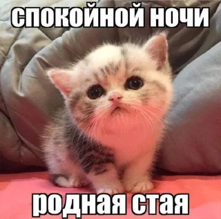 Sticker Котики хуй в ротики • @DayStikBot - 7