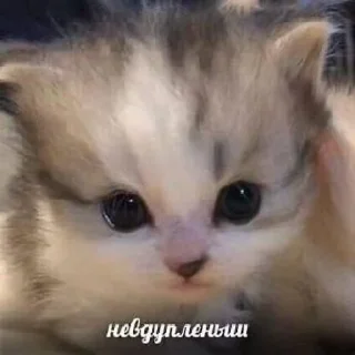 Sticker Котики хуй в ротики • @DayStikBot - 9