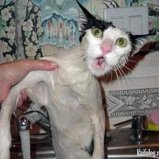 Sticker Kotiki_narkot1k1 - 1