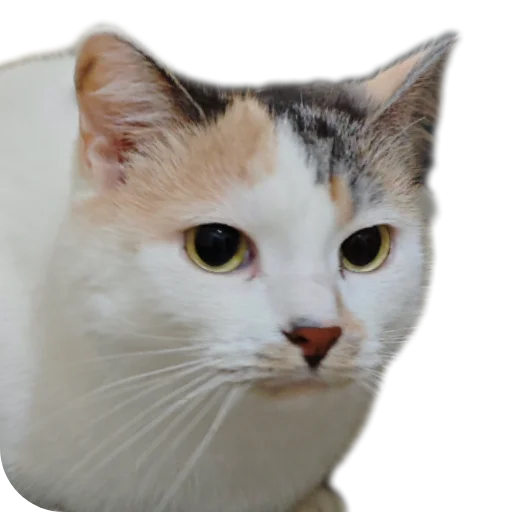 Котики обормотики - 