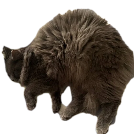 Sticker Kotiki_obormotiki32 - 1