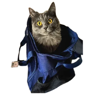 Sticker Котики обормотики - 2