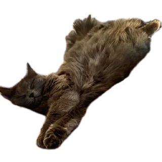 Sticker Котики обормотики - 9