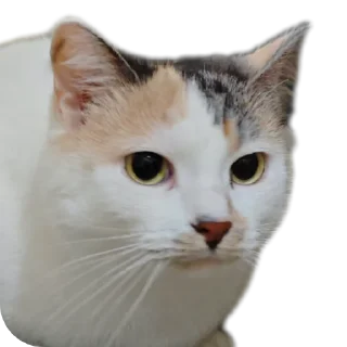 Sticker Котики обормотики - 8