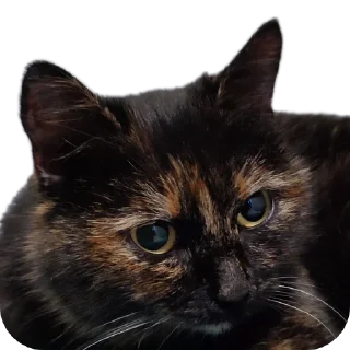 Sticker Котики обормотики - 6