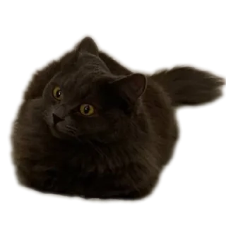 Sticker Котики обормотики - 10