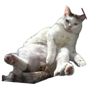 Sticker Котики обормотики - 4