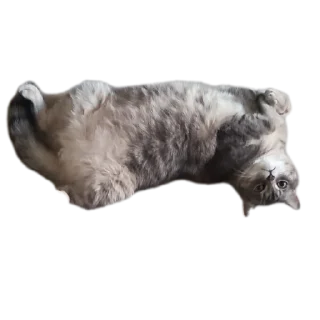 Sticker Котики обормотики - 11