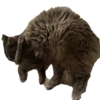 Sticker Котики обормотики - 0