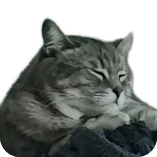 Sticker Котики обормотики - 1