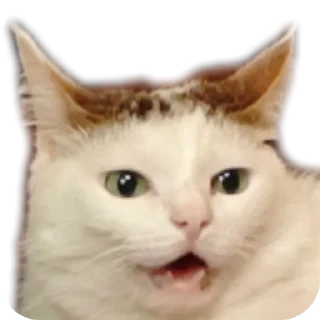 Sticker Котики обормотики - 3