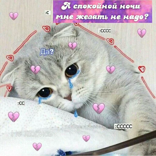 cat small to medium-sized cats felidae