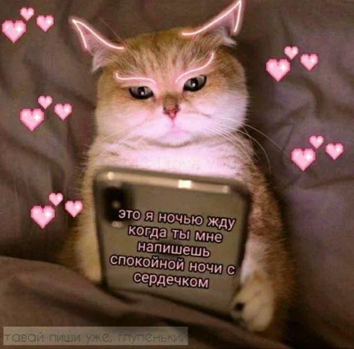 cat small to medium-sized cats domestic cat