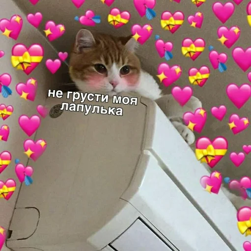 cat animal small to medium-sized cats