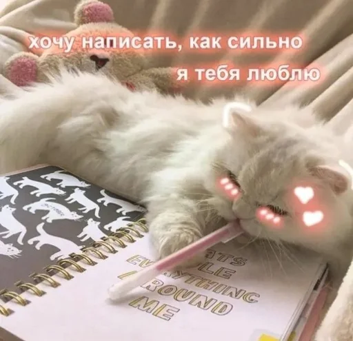 small to medium-sized cats text indoor