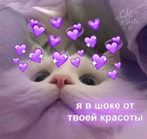 small to medium-sized cats violet cat