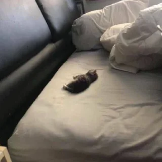 Sticker Котики - 6