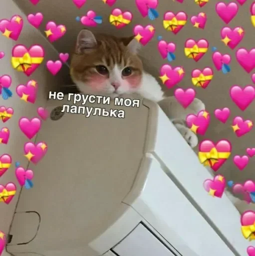 Sticker Котики by @anime_stickerr - 11