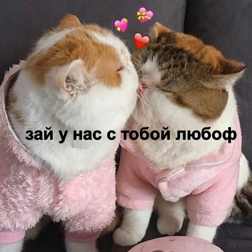 mammal small to medium-sized cats animal