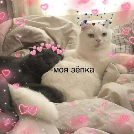 small to medium-sized cats indoor domestic cat