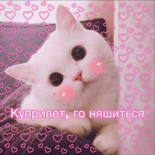 animal small to medium-sized cats mammal