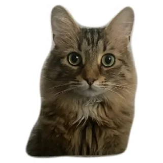 Стикер Пандорочная - 5