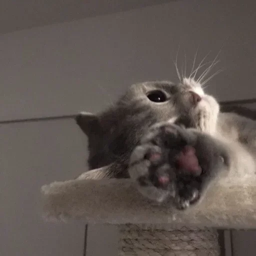 Стикеры тут: @StikeryT | kotiki - 