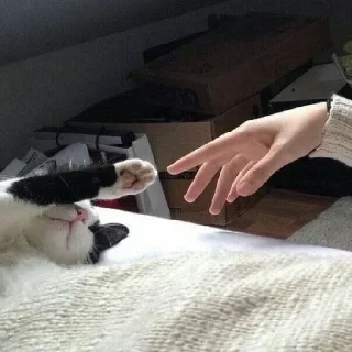 Стикер Стикеры тут: @StikeryT | kotiki - 7