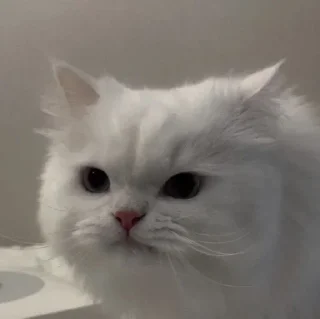 Стикер Стикеры тут: @StikeryT | kotiki - 2