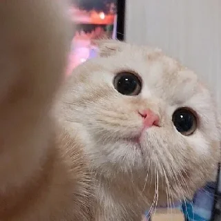 Стикер Стикеры тут: @StikeryT | kotiki - 0