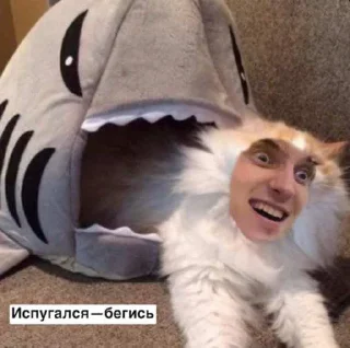 Стикер КотоДрюс - 1