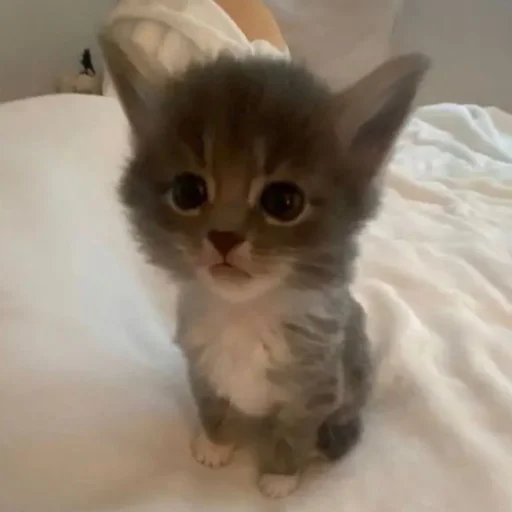 Sticker Kotobdolbishi - 1