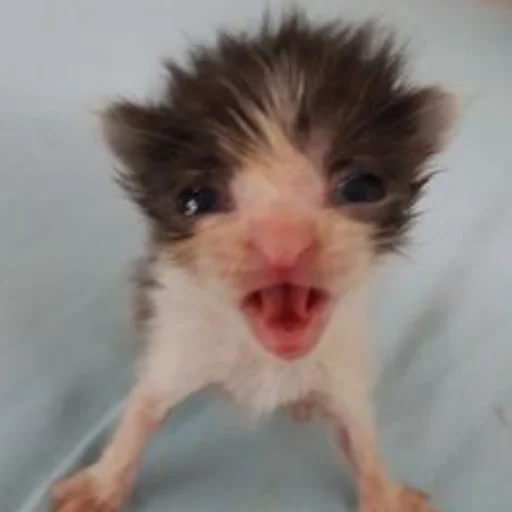 Sticker Kotobdolbishi - 1